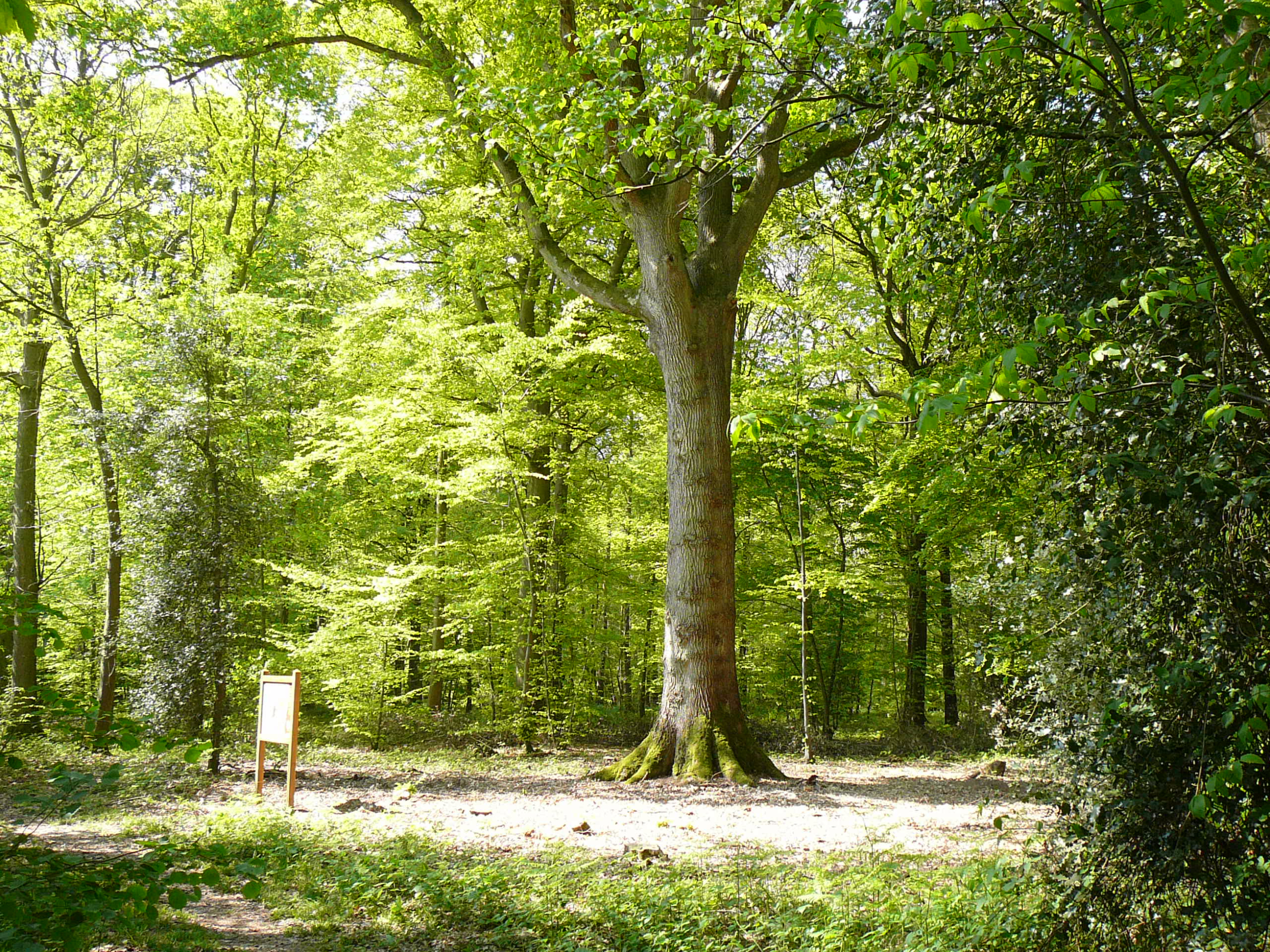 la forêt domaniale de montfort sur risle en normandie