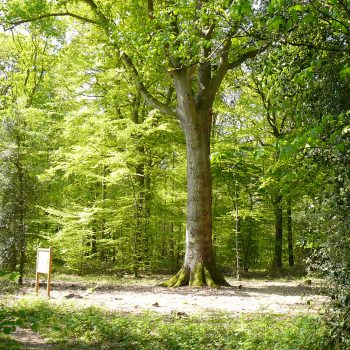 Arbre remarquable Chêne des Terres Cauvins en forêt domaniale de Montfort