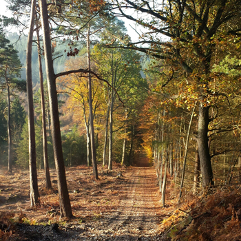 La forêt domaniale de Montfort