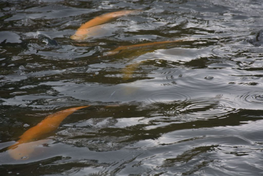 Pêcher dans la Risle