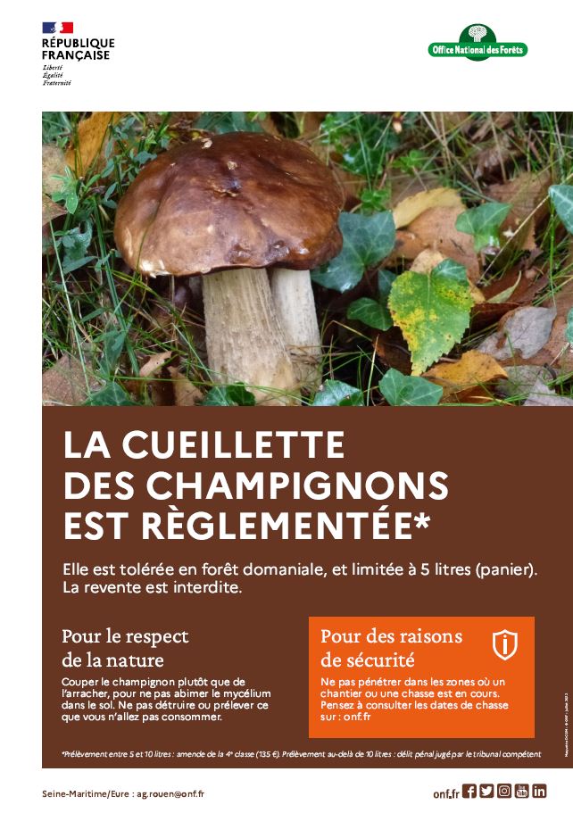 cueillette champignons