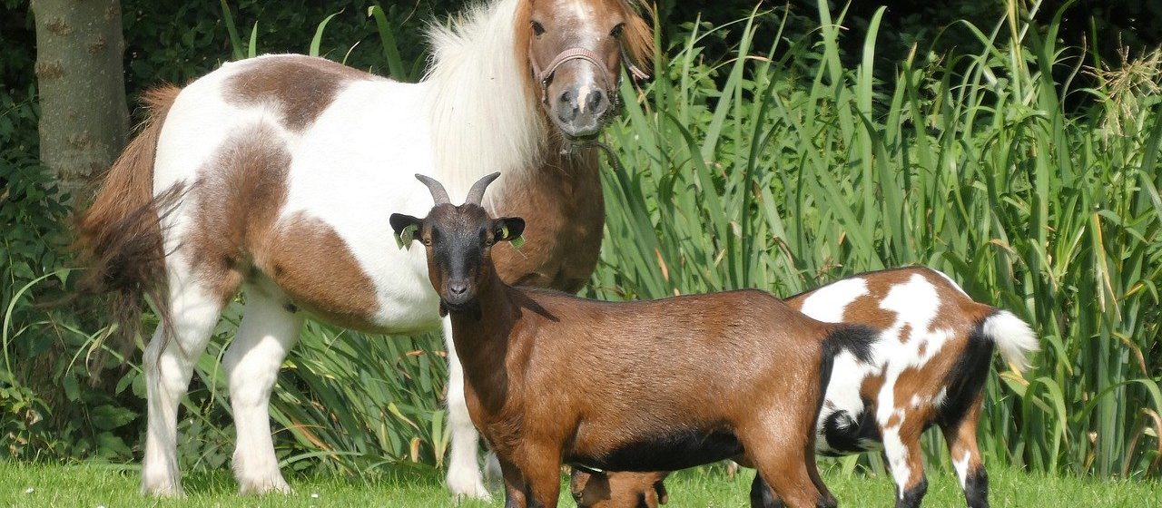 Ferme Atité
Centre d'équicie et médiation animale. Ferme pédagogique.
Atité, c'est l'aboutissement de plusieurs années d'expériences 1
