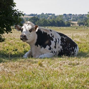 vache normande