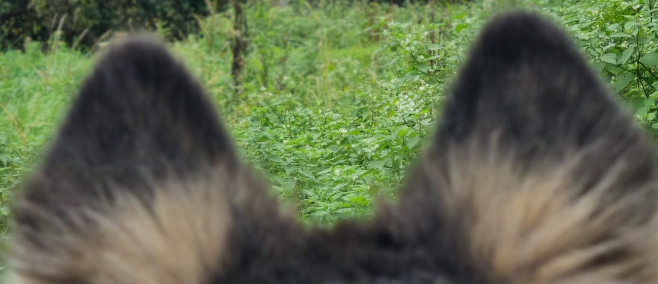 La cani-rando (diminutif de cani randonnée, aussi appelée cani marche) consiste tout simplement à randonner à pied relié à son chien grâce à une 1