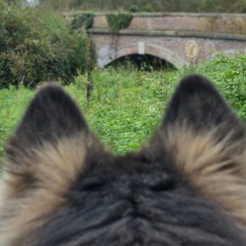 Cani-Rando